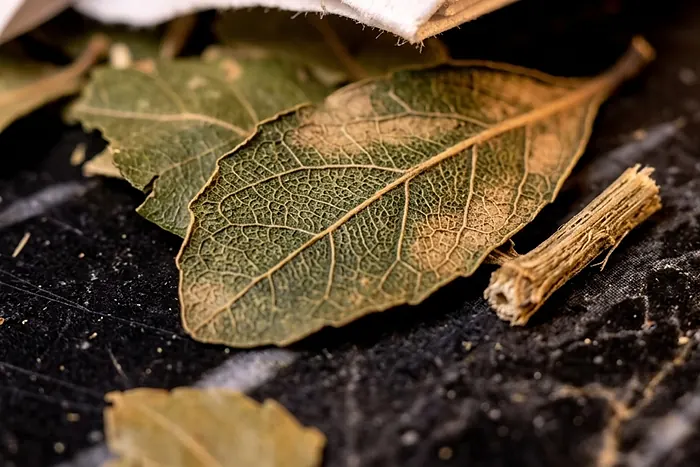 Hoja y palo de yerba en primer plano, con la luz cruzando de costado.
